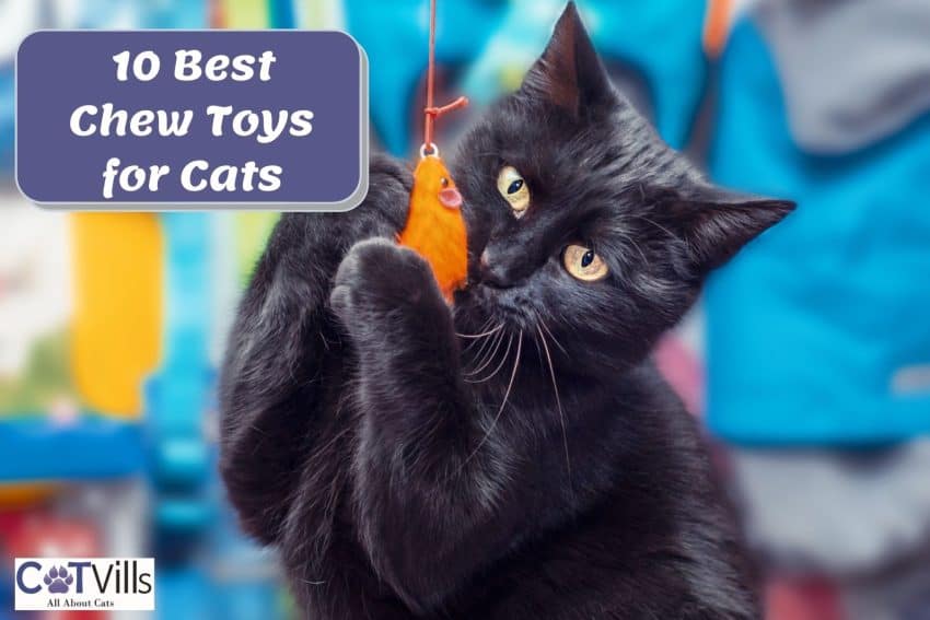 bombay kitten biting chew toys for cats
