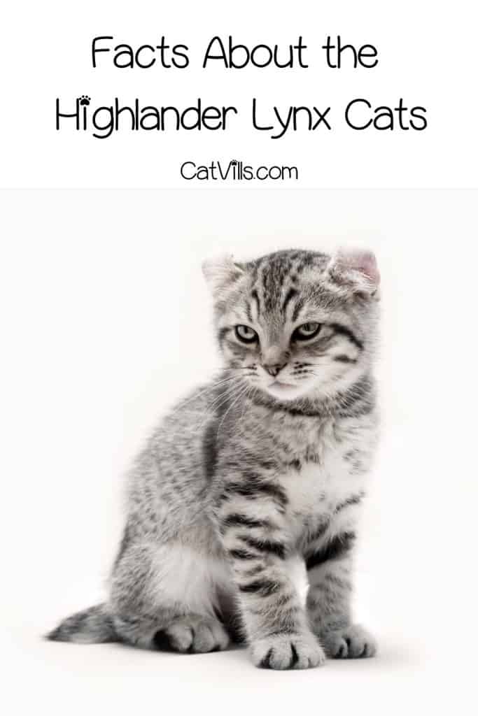 Highland Lynx Cats: Discover the Unique Personality 7 highlander lynx kitten with fierce look