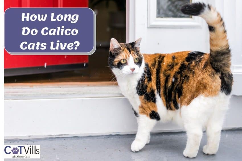 a cute calico cad beside the text "how long do calico cats live?"