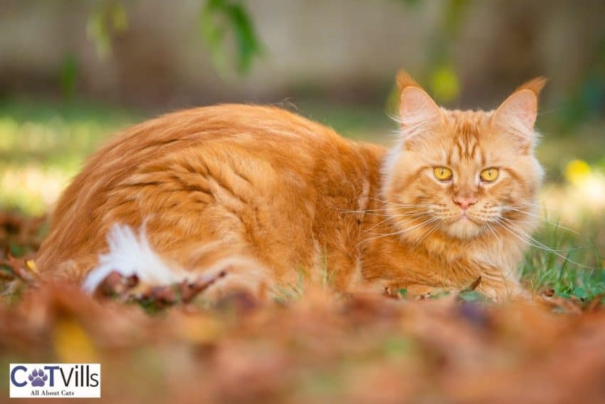red Maine coon cat