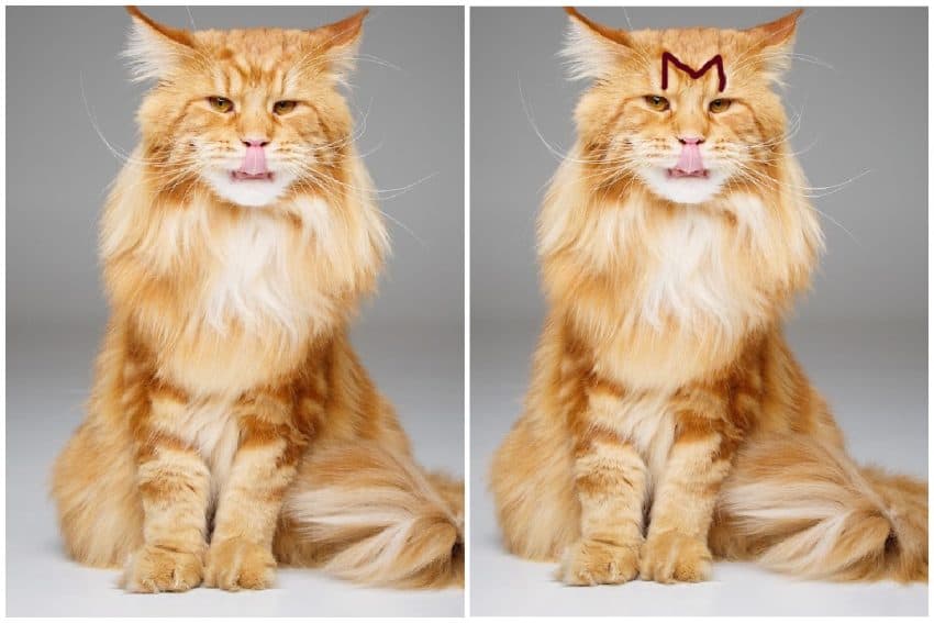 Everything You Need To Know About Tabby Maine Coon cats 4 maine coon has an m on forehead