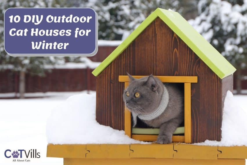 10 DIY Outdoor Cat House Ideas: Affordable and Fun Cat Shelter 1 10 DIY Outdoor Cat House Ideas: Affordable and Fun Cat Shelter