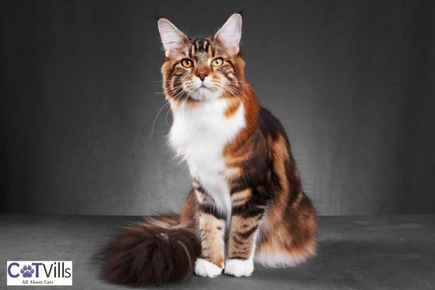 tabby Maine coon