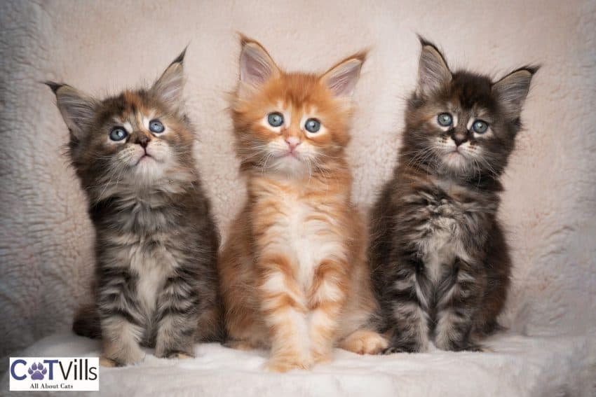 Everything You Need To Know About Tabby Maine Coon cats 3 beautiful tabby Maine coon kittens