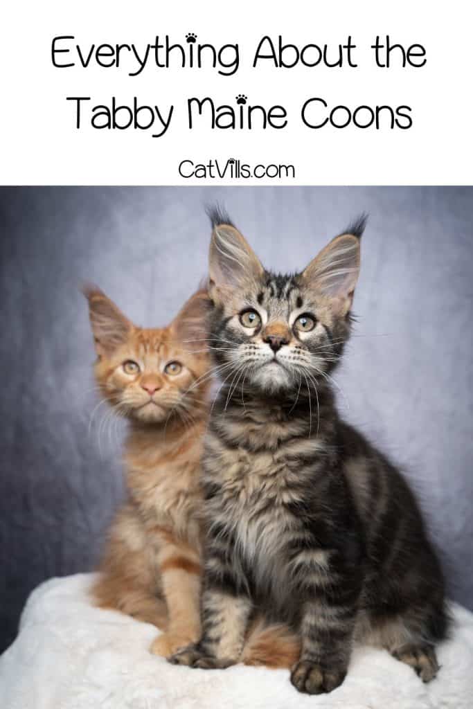 Everything You Need To Know About Tabby Maine Coon cats 9 two Tabby maine coon kittens