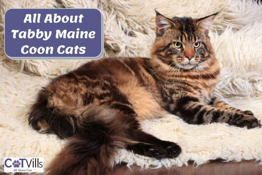 tabby Maine coon relaxing