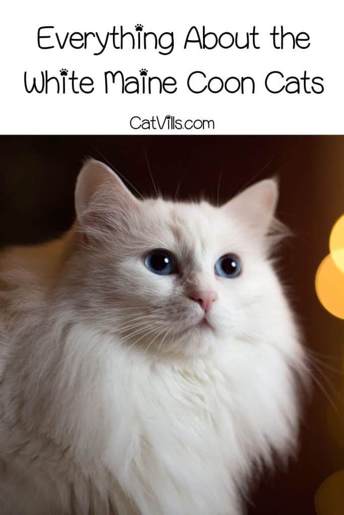 furry white maine coon cat