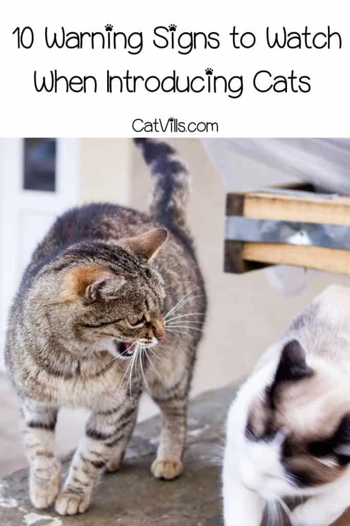 10 Warning Signs When Introducing Cats to Each Other 10 cat fighting