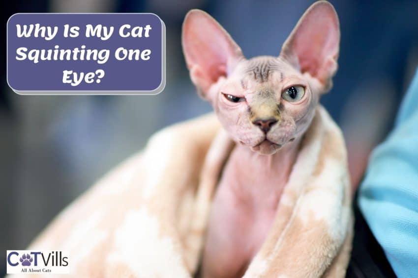 Why Is My Cat Squinting One Eye? Cute or Concerning? 1 poor sphynx Cat squinting one eye