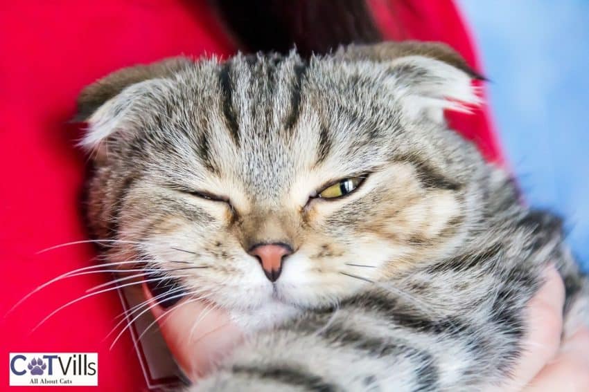 Why Is My Cat Squinting One Eye? Cute or Concerning? 4 british shorthair Cat squinting one eye
