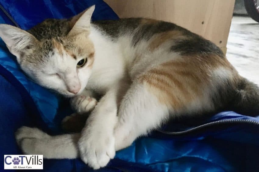 Why Is My Cat Squinting One Eye? Cute or Concerning? 5 kitten squinting one eye