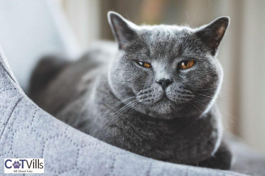 Why Is My Cat Squinting One Eye? Cute or Concerning? 2 Russian blue cat squinting one eye