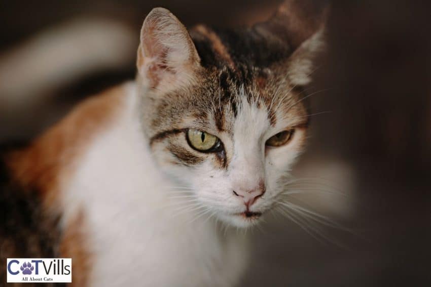 Why Is My Cat Squinting One Eye? Cute or Concerning? 6 a cat squinting one eye
