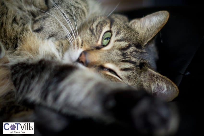 Why Is My Cat Squinting One Eye? Cute or Concerning? 3 tiger cat squinting one eye