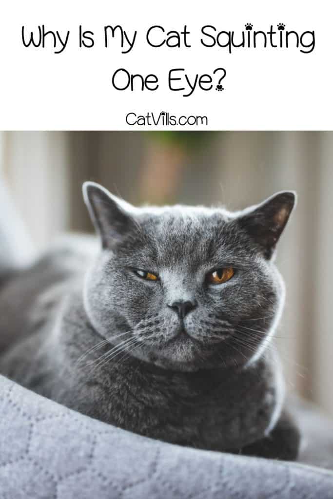 Why Is My Cat Squinting One Eye? Cute or Concerning? 7 grey cat with an eye infection