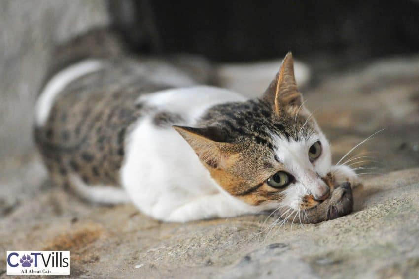 cat eating a rodent