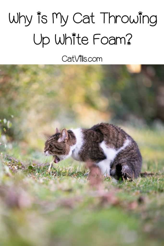 Cat throwing up white foam outdoors