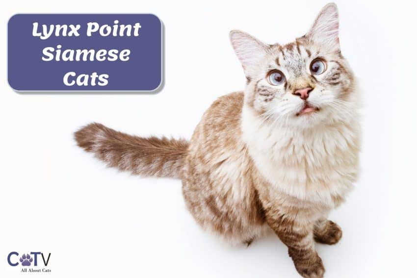 Lynx Point Siamese Cats - Features Of The Breed And Personality 1 very cute Lynx point siamese cat
