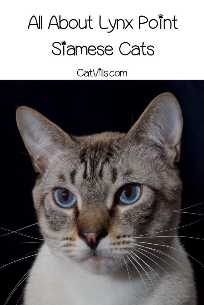Lynx Point Siamese Cats - Features Of The Breed And Personality 6 close-up shot of a Lynx point siamese