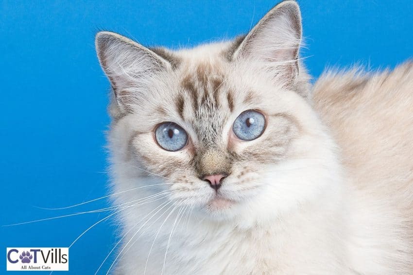 12 Short-Haired Cat Breeds That Melt Our Hearts 12 adorable Lynx point siamese with large blue eyes