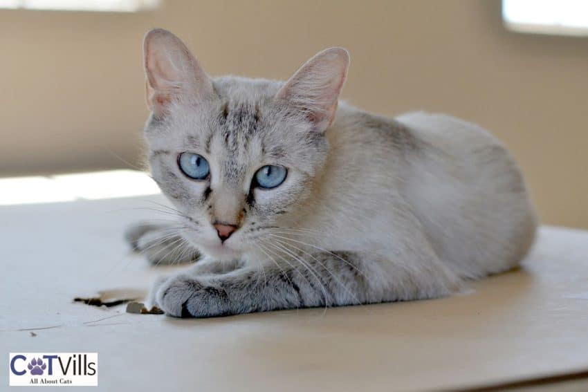 Lynx Point Siamese Cats - Features Of The Breed And Personality 5 Lynx point siamese kitten on top of the table