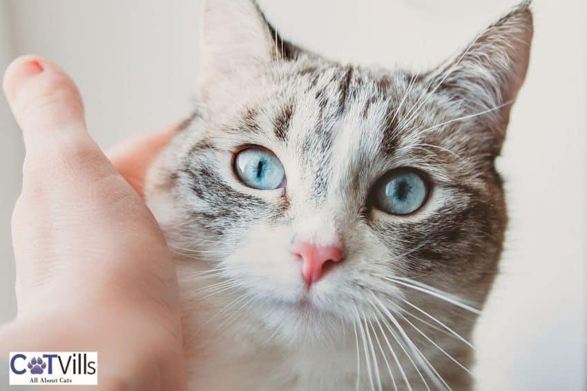 Lynx Point Siamese Cats - Features Of The Breed And Personality 3 hand holding the Lynx point siamese cat's face