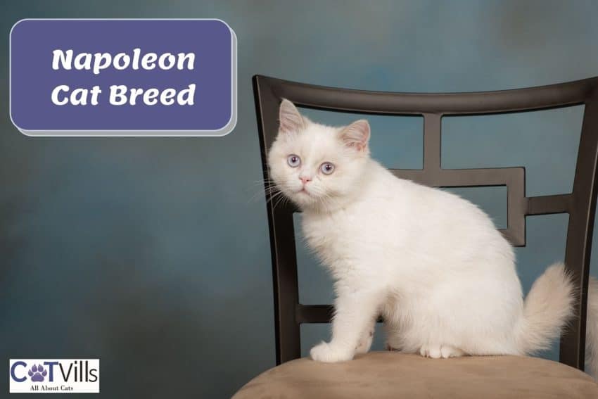 Napoleon Cat Breed: A Perfect Mix of Cute And Intelligent 1 beautiful napoleon cat sitting on a chair
