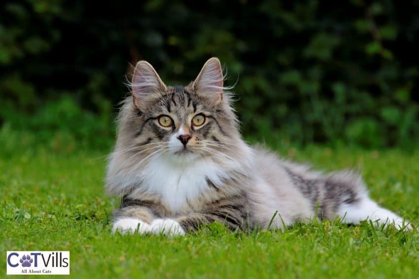 a very cute Norwegian forest cat