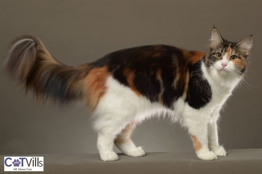 tri-colored Maine coon cat