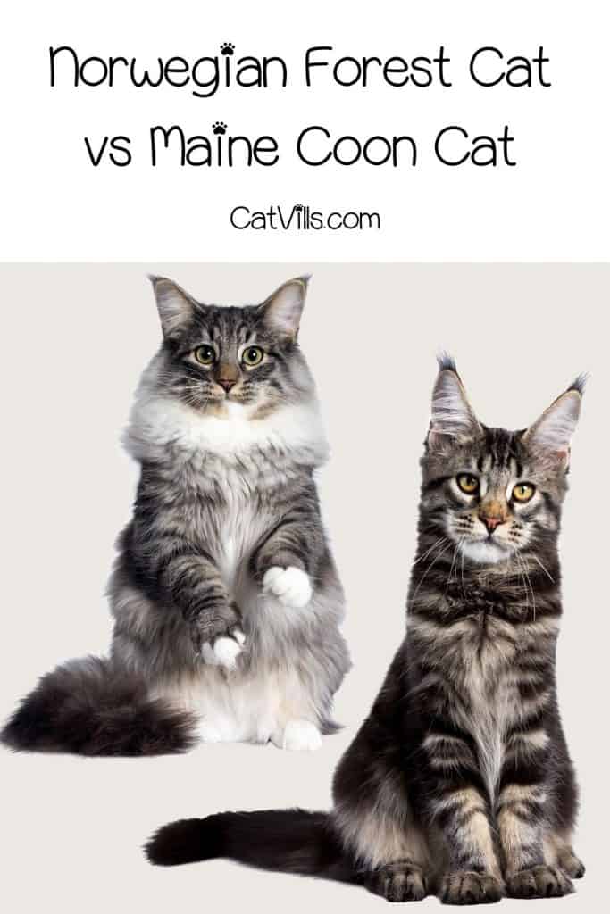Norwegian forest cat and Maine coon cat