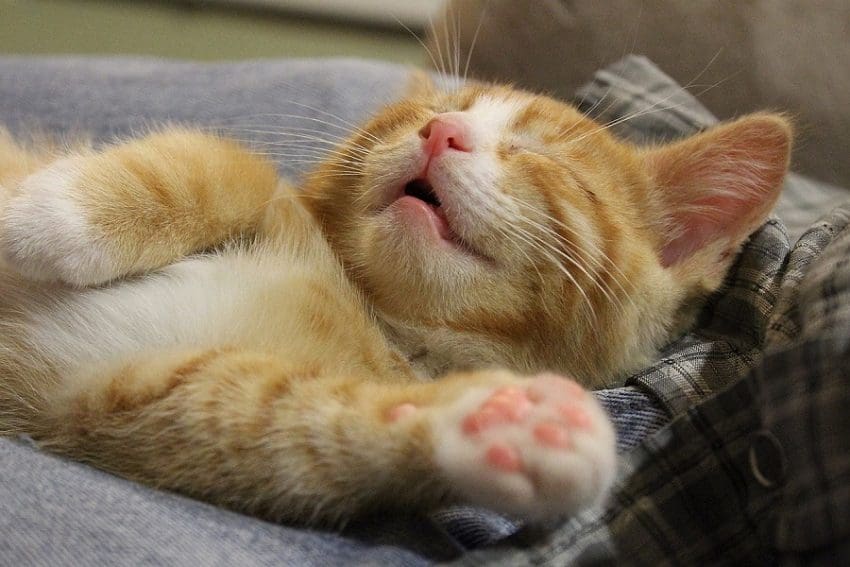 The Curious Case of Gilroy the Cat and His Sleeping Spot
