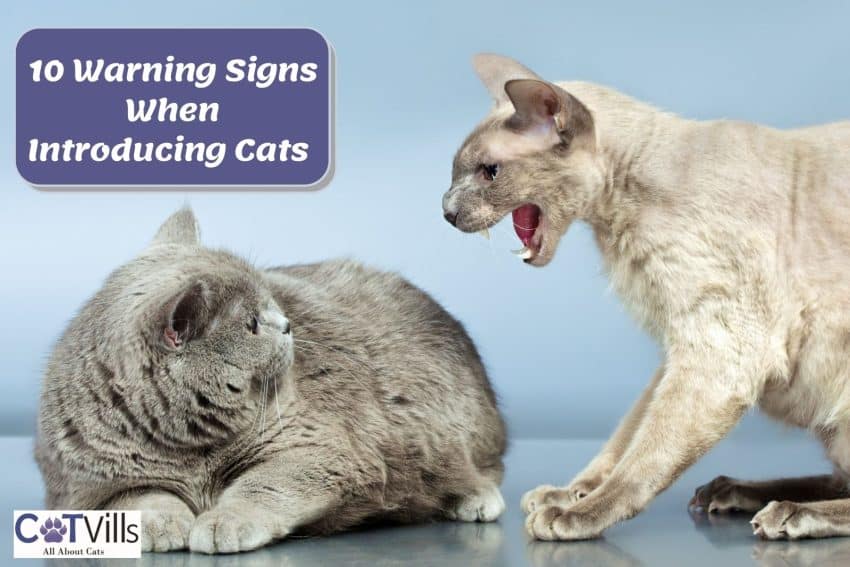 10 Warning Signs When Introducing Cats to Each Other 1 cat angry at each other; Warning signs when introducing cats