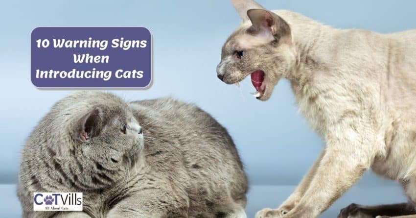 10 Warning Signs When Introducing Cats to Each Other 9 cat screaming at the newly introduced grey cat to her