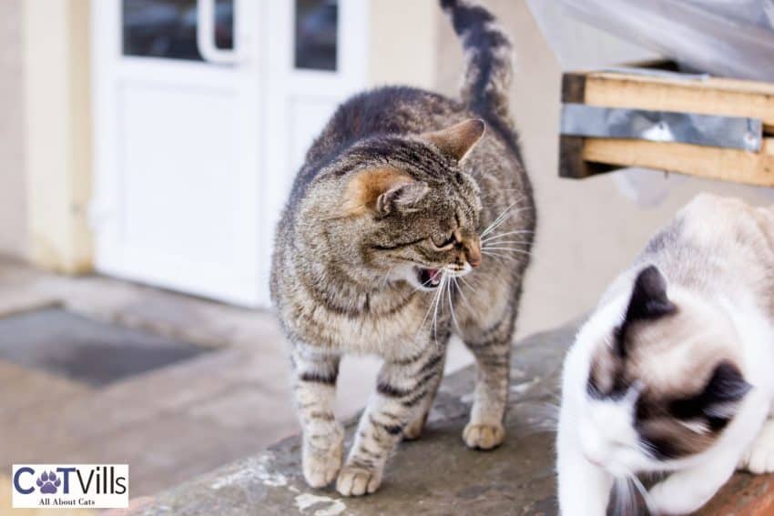 10 Warning Signs When Introducing Cats to Each Other 4 tiger cat hissing at the siamese cat