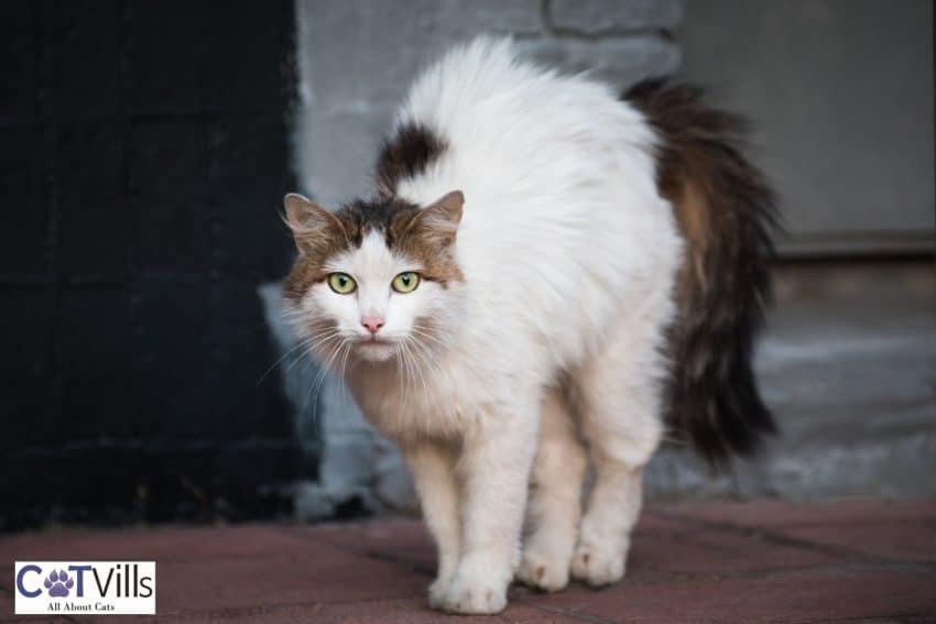 10 Warning Signs When Introducing Cats to Each Other 5 cat with an arched back (Warning signs when introducing cats)