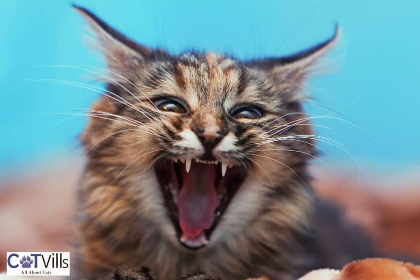 10 Warning Signs When Introducing Cats to Each Other 8 aggressive cat hissing, one of the Warning signs when introducing cats