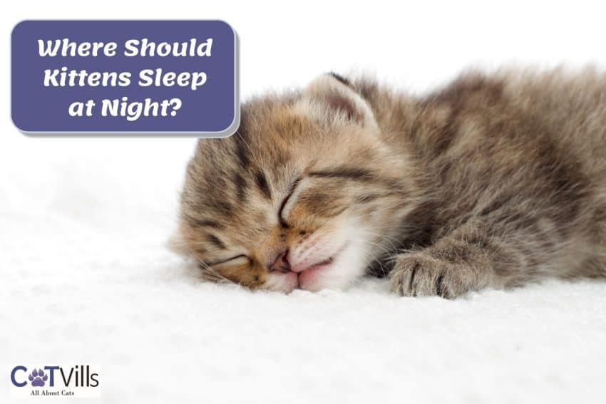 Where Should My Kitten Sleep at Night? A Complete Guide 1 little grey kitten sleeping with text where should kittens sleep at night