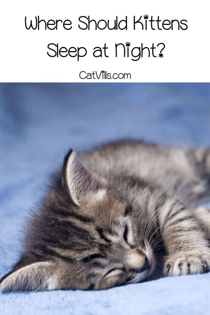 Where Should My Kitten Sleep at Night? A Complete Guide 9 little grey kitten sleeping with text where should kittens sleep at night