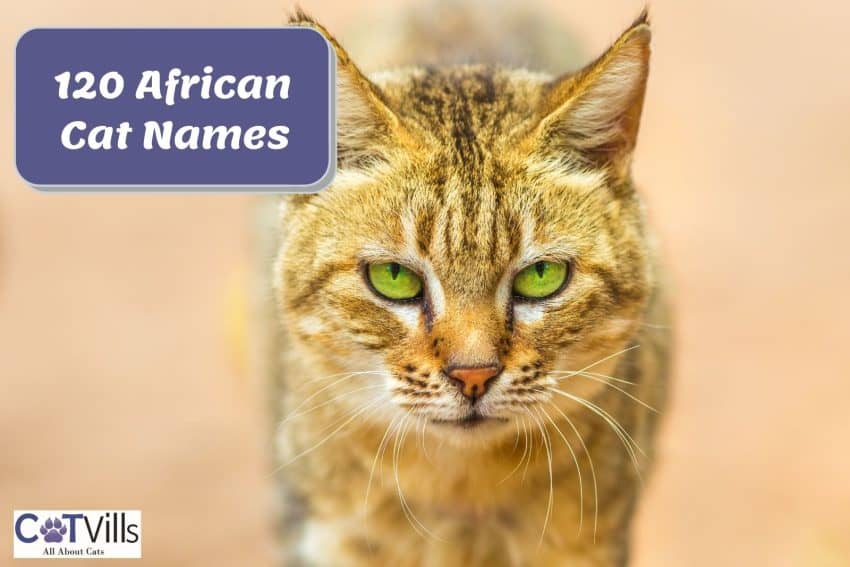african cat beside 120 african cat names text