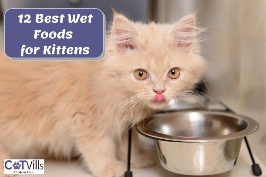 12 Best Wet Food for Kittens: Kitten Care Made Easy 13 12 Best Wet Food for Kittens: Kitten Care Made Easy