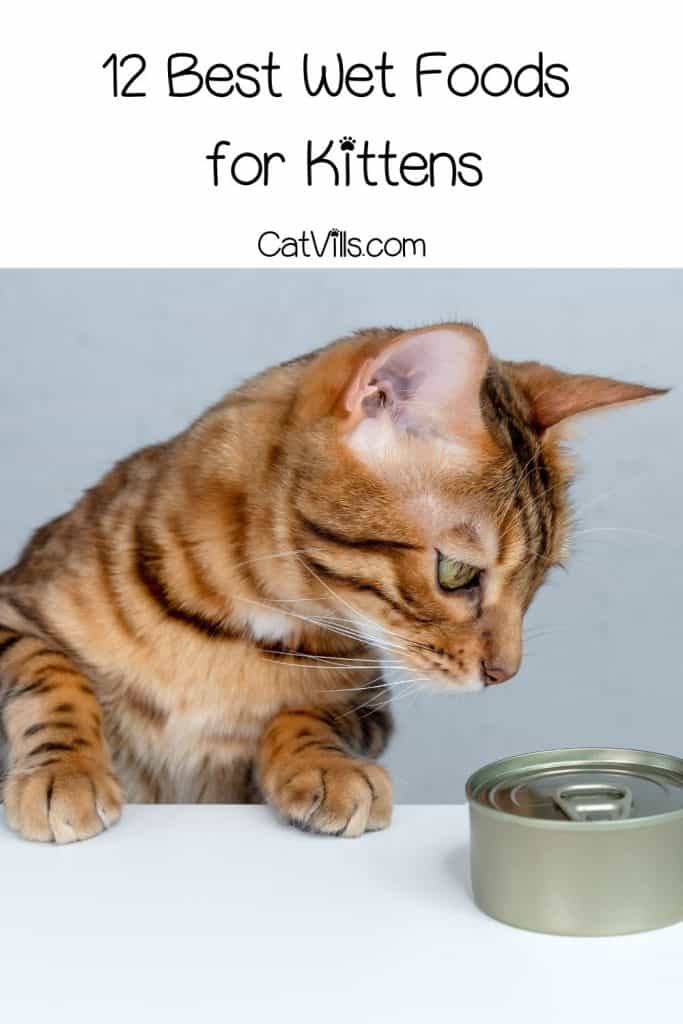 12 Best Wet Food for Kittens: Kitten Care Made Easy 14 Bengal kitten looking at the canned wet food
