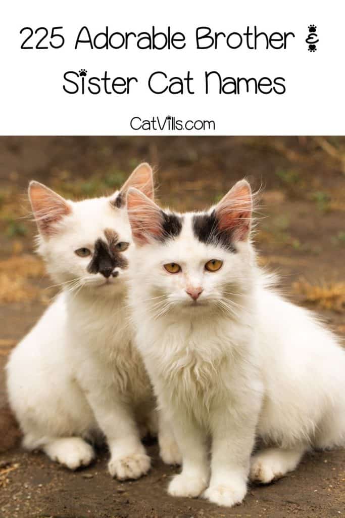 225 Brother and Sister Cat Names for Feline Siblings 6 adorable cat siblings with brother and sister cat names