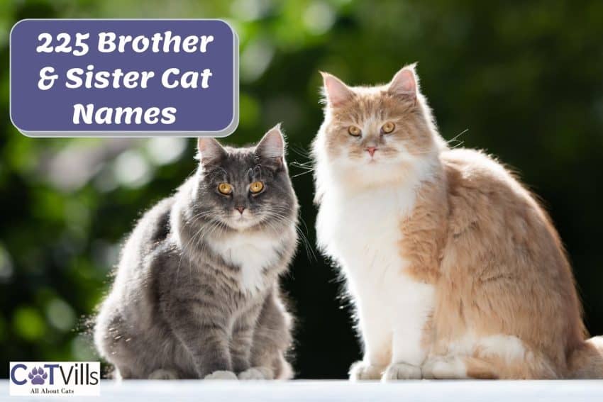 brother and sister cat with cat duo names