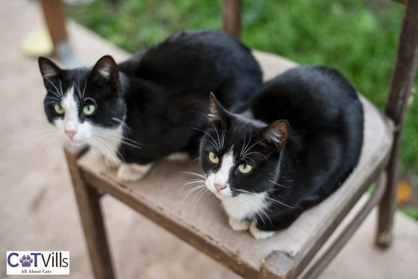 225 Brother and Sister Cat Names for Feline Siblings 4 twin tuxedo cats perfect for cat duo names