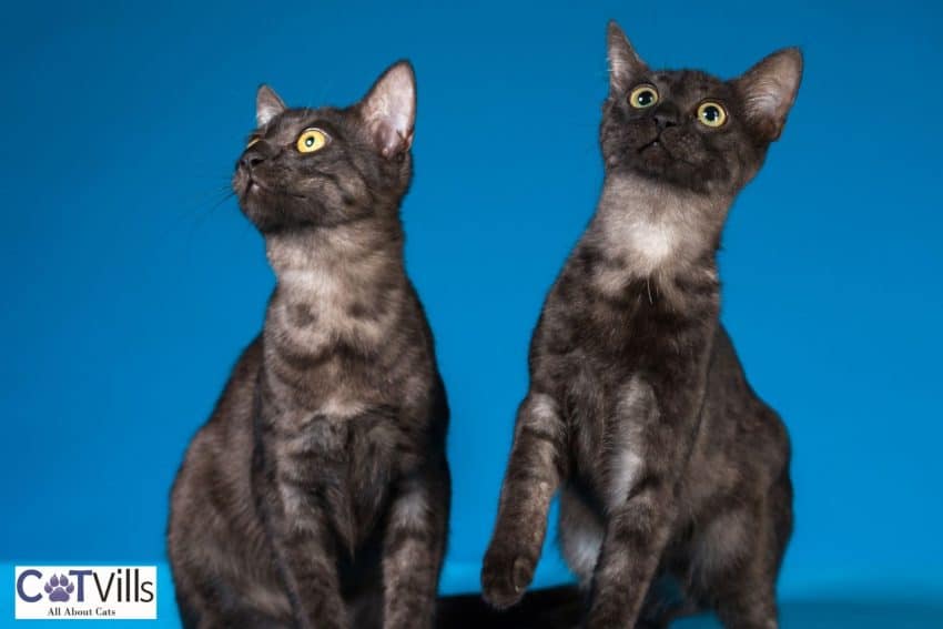 225 Brother and Sister Cat Names for Feline Siblings 3 beautiful black twin cats