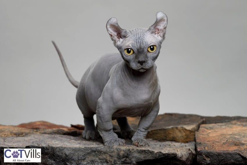 Everything You Need to Know About the Dwelf Cats! 5 grey dwelf cat on top of a stone