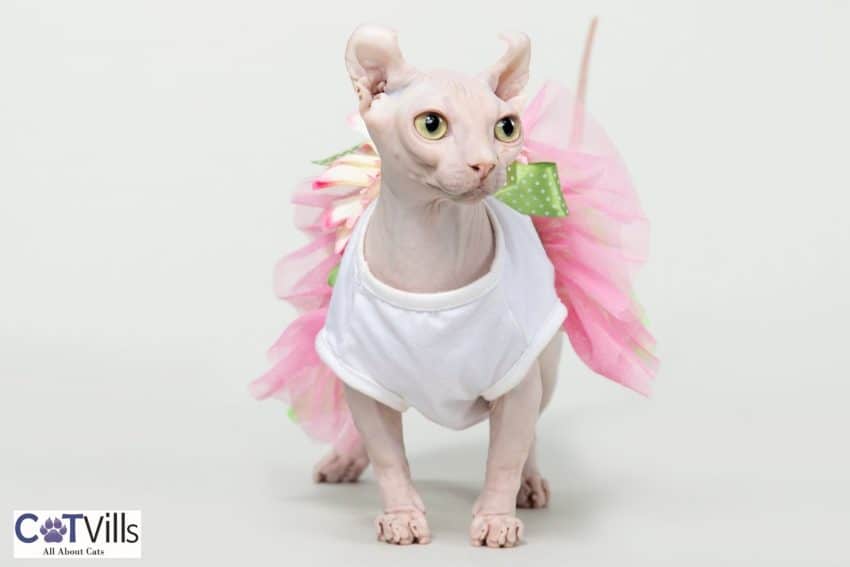 Everything You Need to Know About the Dwelf Cats! 4 dwelf cat wearing a pink dress
