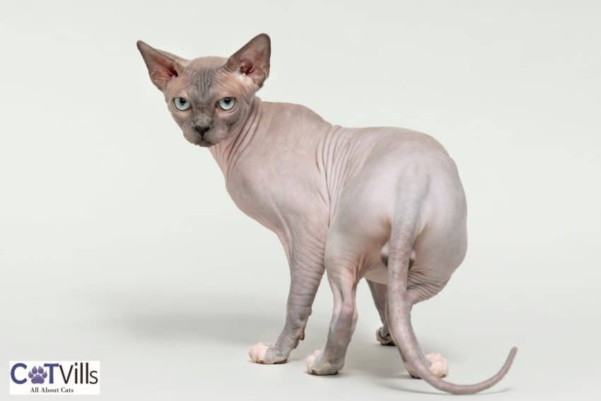 Everything You Need to Know About the Dwelf Cats! 2 dwarf cat looking fierce