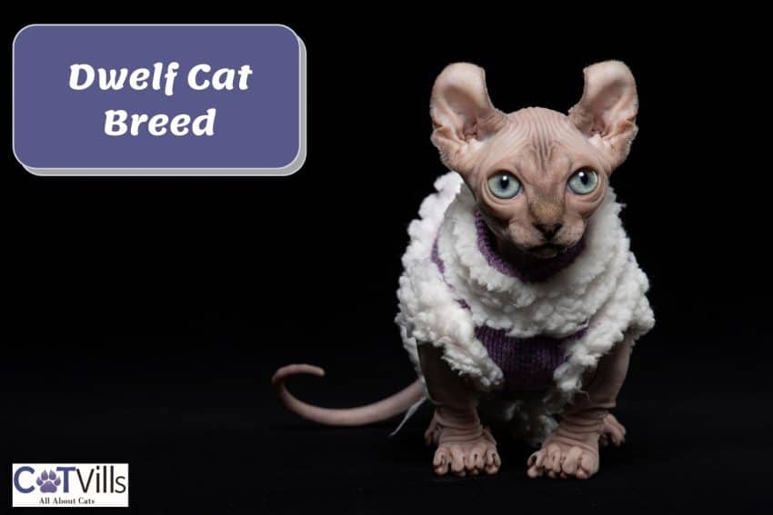 Everything You Need to Know About the Dwelf Cats! 1 dwelf cat with fluffy dress