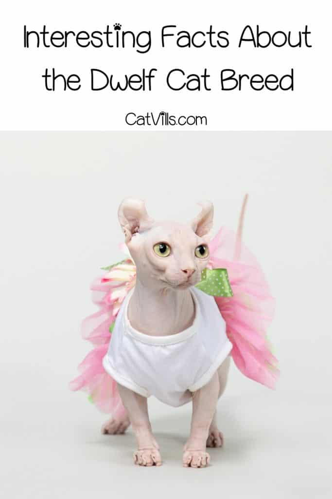 Everything You Need to Know About the Dwelf Cats! 6 dwelf cat with pink ribbon